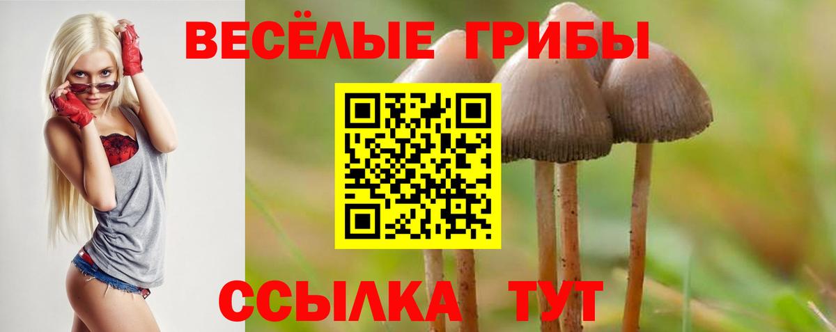 Псилоцибиновые грибы Psilocybine cubensis Губкинский